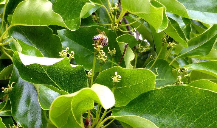Nyssa sylvatica, Marshall