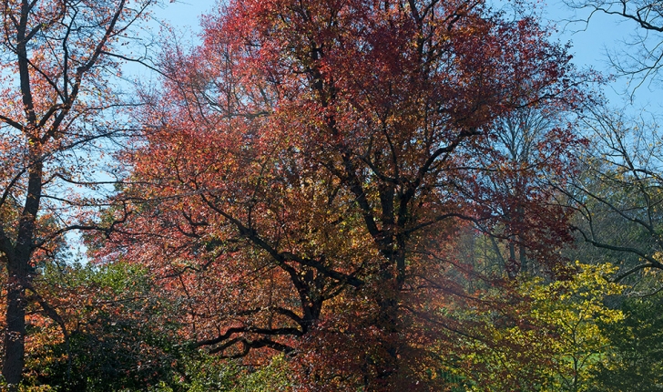 Nyssa sylvatica, Marshall