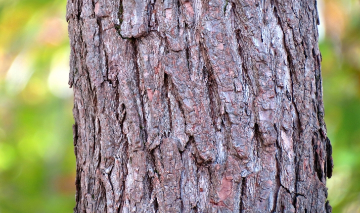 Nyssa sylvatica, Marshall