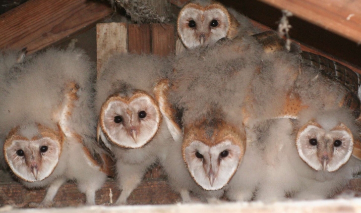 Tyto alba (Scopoli, 1769) 