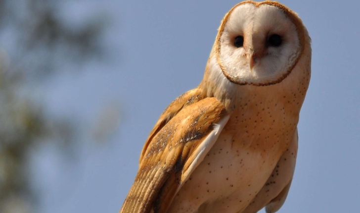 Tyto alba (Scopoli, 1769) 