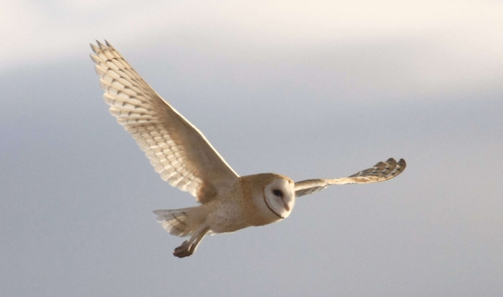 Tyto alba (Scopoli, 1769) 