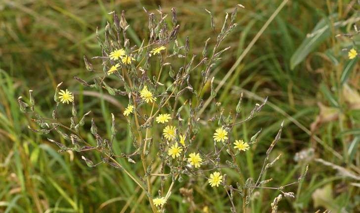 Lactuca serriola (L., 1756)