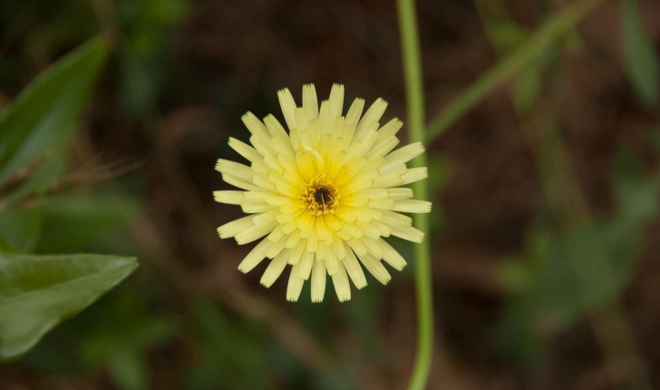 Urospermum dalechampii (Scop. ex F.W.Schmidt, 1795)