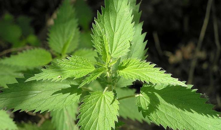 Urtica dioica L. (1753)