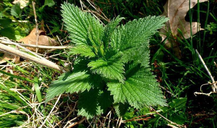 Urtica dioica L. (1753)