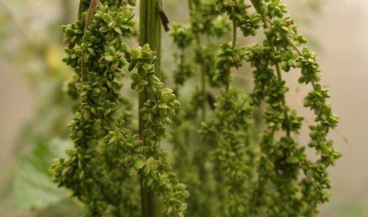 Urtica dioica L. (1753)