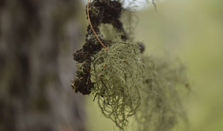 Usnea barbata (L. Weber ex F.H. Wigg 1780)