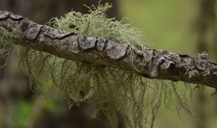 Usnea barbata (L. Weber ex F.H. Wigg 1780)