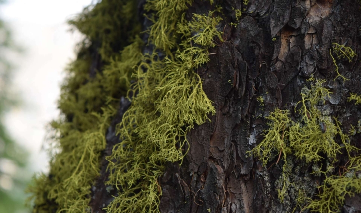 Usnea barbata (L. Weber ex F.H. Wigg 1780)