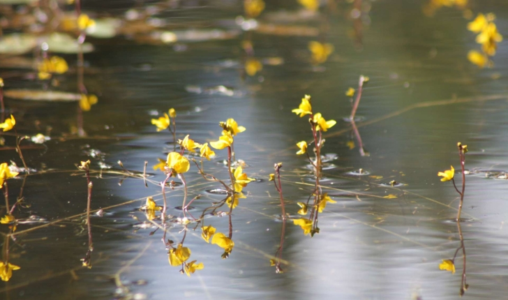 Utricularia ssp (R.Br., 1810)