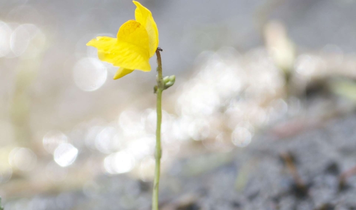 Utricularia ssp (R.Br., 1810)