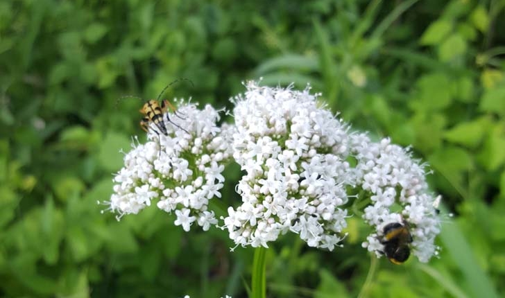 Valeriana officinalis