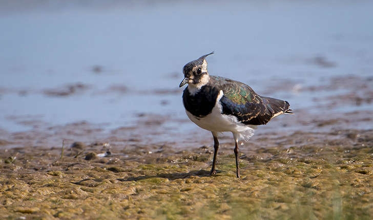 Vanellus vanellus (Linné, 1758)