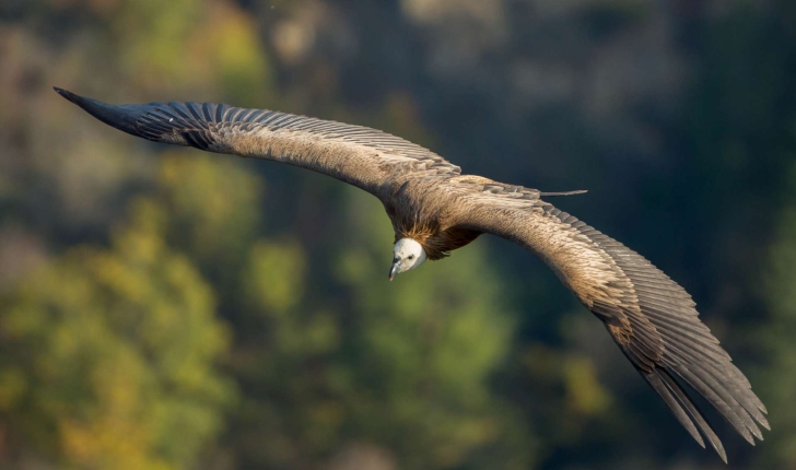 Gyps fulvus (Hablizl, 1783)