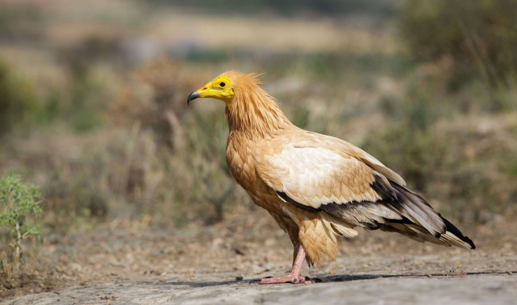 Neophron percnopterus (Linnaeus, 1758)