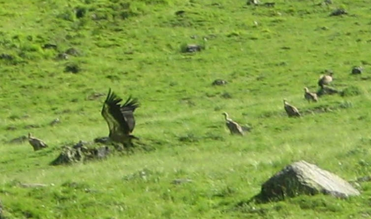 Gyps fulvus (Hablizl, 1783)