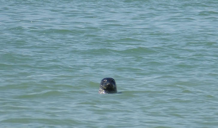 Phoca vitulina (L.,1758)