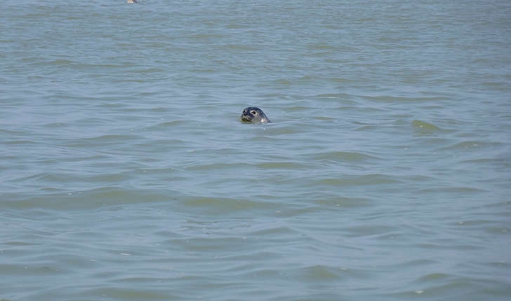 Phoca vitulina (L.,1758)