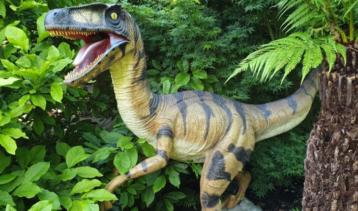 Vélociraptor
