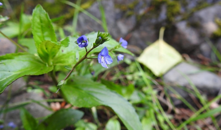 Veronica beccabunga
