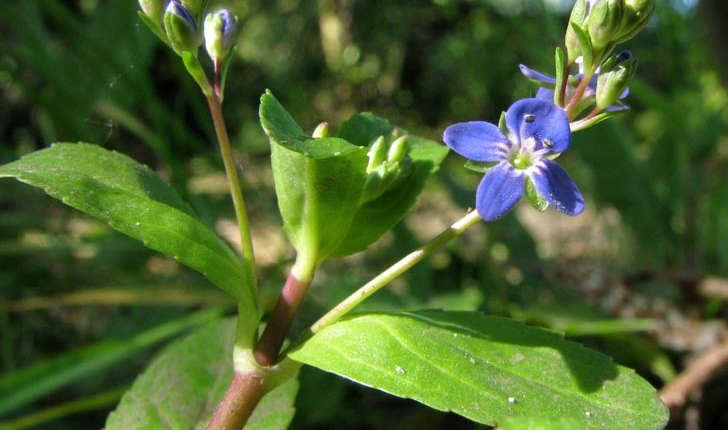 Veronica beccabunga