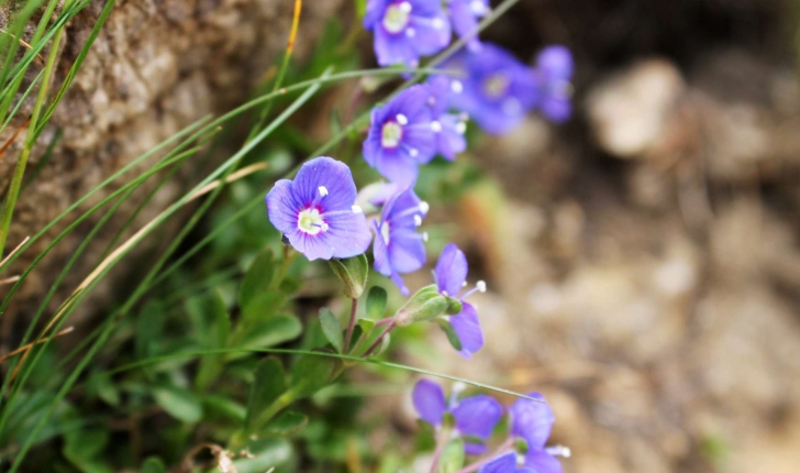 Veronica fruticans (Jacq., 1762)