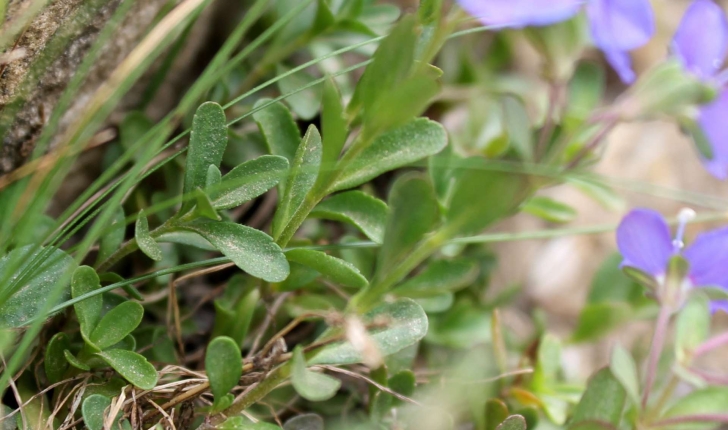 Veronica fruticans (Jacq., 1762)