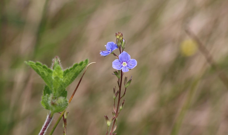 Veronica sp.