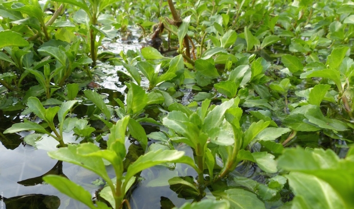 Veronica beccabunga