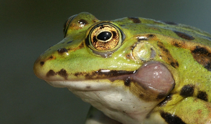 Rana kl. esculenta (Linnaeus, 1758)