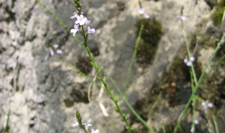 Verveine sauvage (Crédits : Evelyne Liauzun)