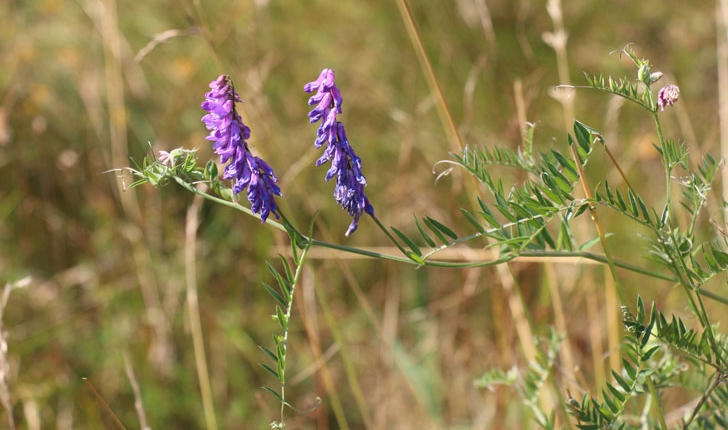 Vicia cracca