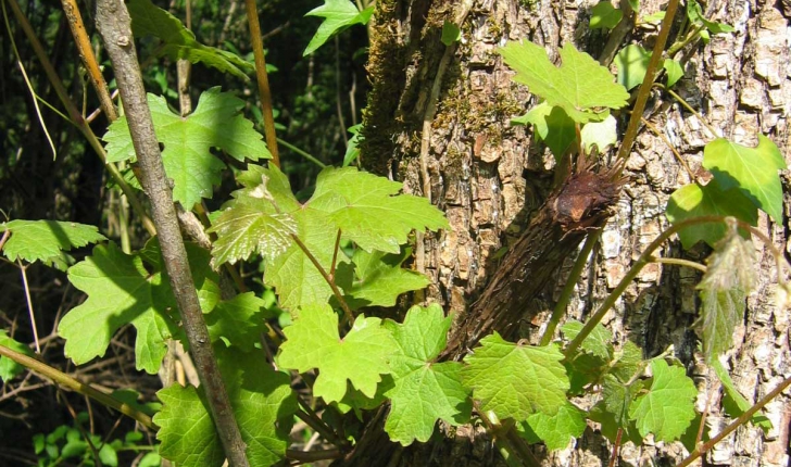 Vitis vinifera subsp. Sylvestris