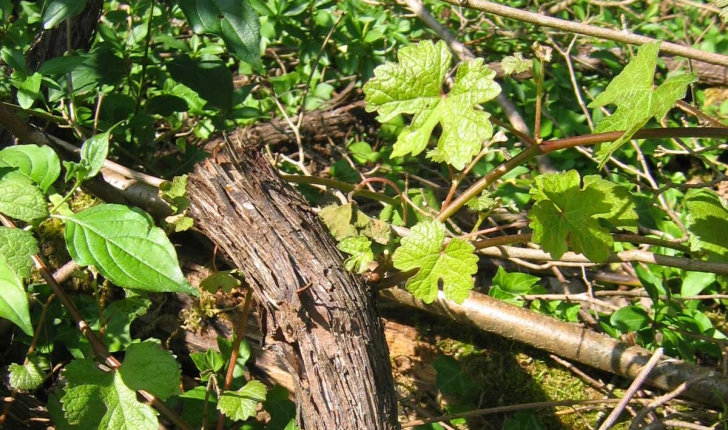 Vitis vinifera subsp. Sylvestris