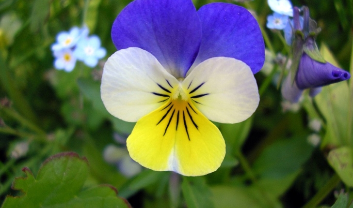 Viola tricolor
