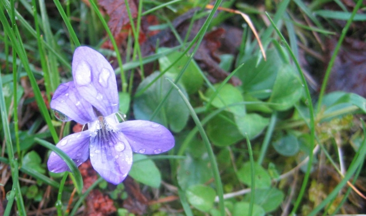 viola odorata