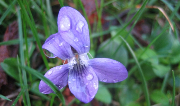 viola odorata