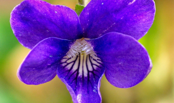 Viola sylvestris