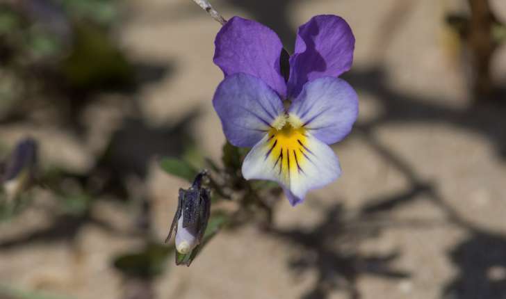 Viola saxatilis subsp. curtisii (E.Forst.)