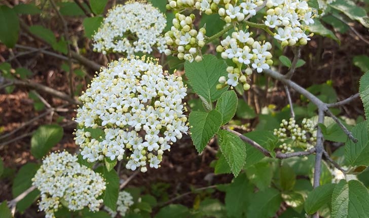  Viburnum lantana