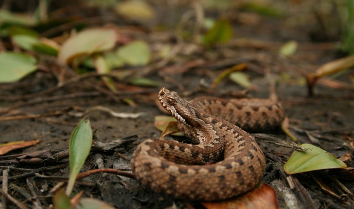 Vipera aspis (Linnaeus, 1758)