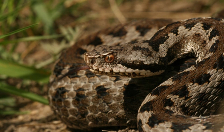 Vipera aspis (Linnaeus, 1758)