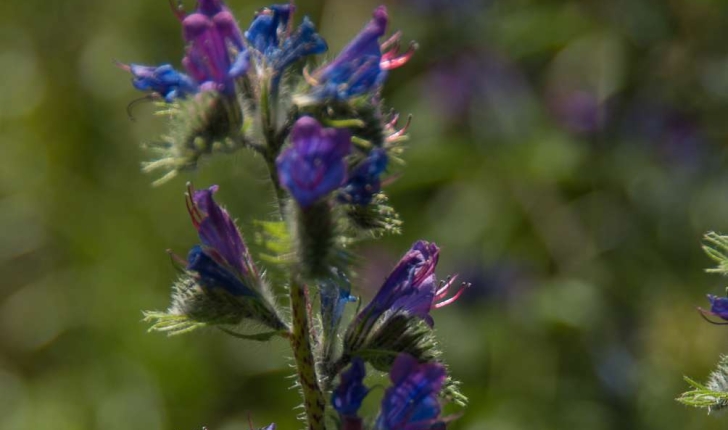 Echium vulgare (Linné, 1753)