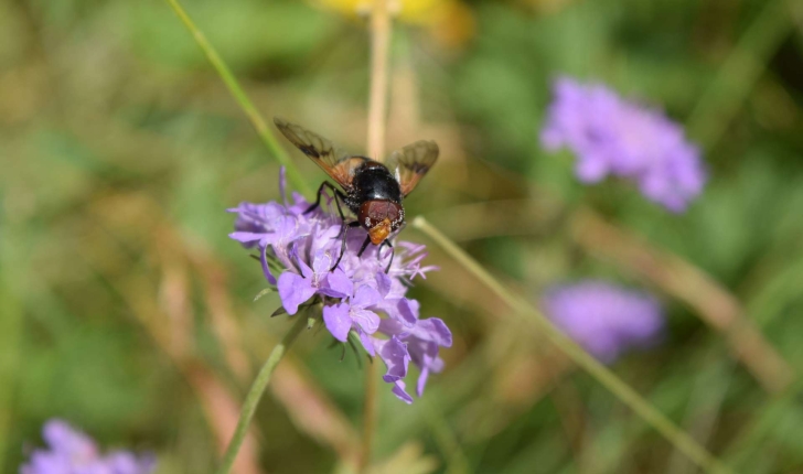 Volucella pellucens (Linnaeus 1758)