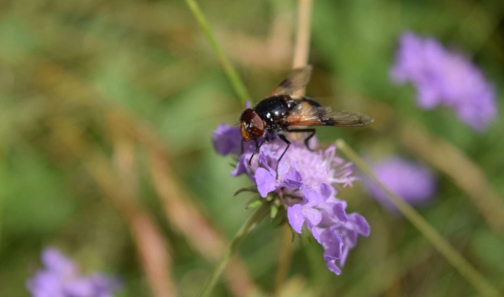 Volucella pellucens (Linnaeus 1758)