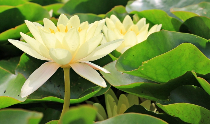 Nénuphar jaune - Nuphar lutea