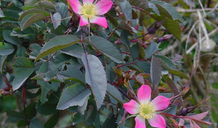 Rosa ferruginea