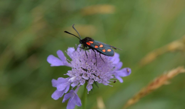 Zygaena transalpina (Esper, 1780)
