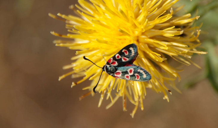 Zygaena sp